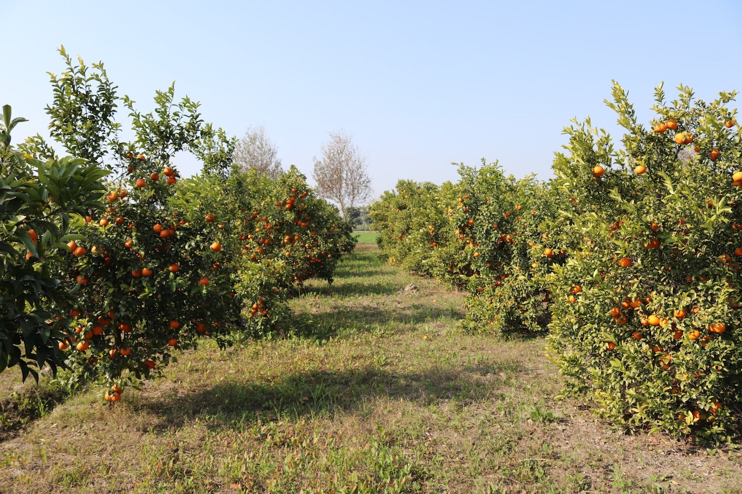 Los secretos de nuestras naranjas valencianas
