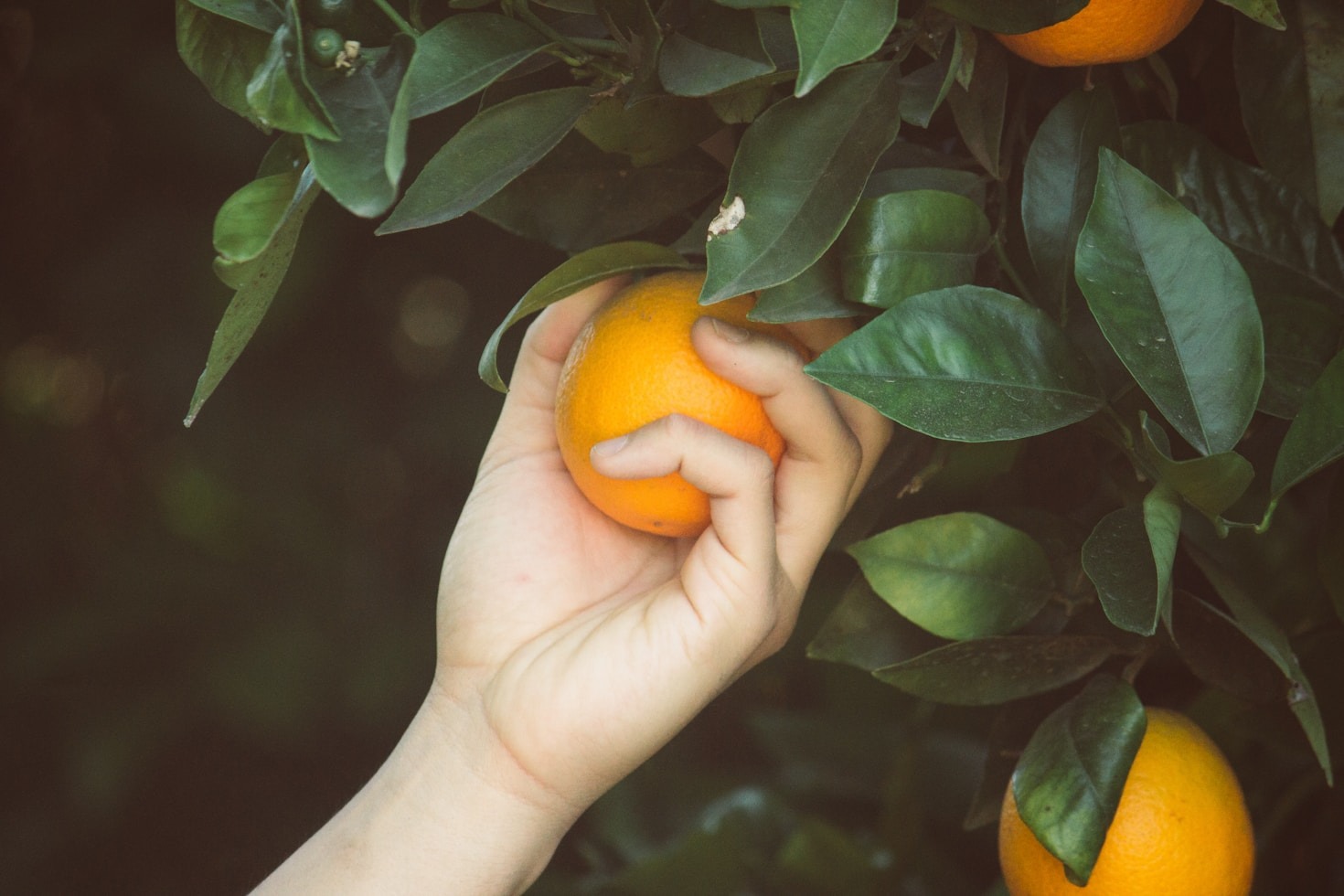Guía para conservar mejor tus naranjas